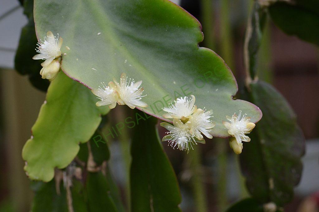Rhipsalis pachyptera
