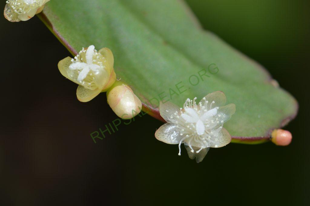 Rhipsalis pachyptera