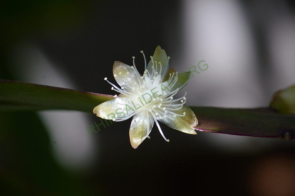 Rhipsalis pachyptera