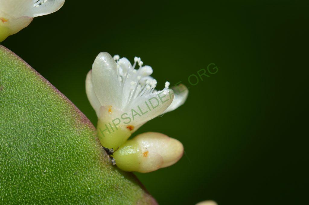 Rhipsalis pachyptera