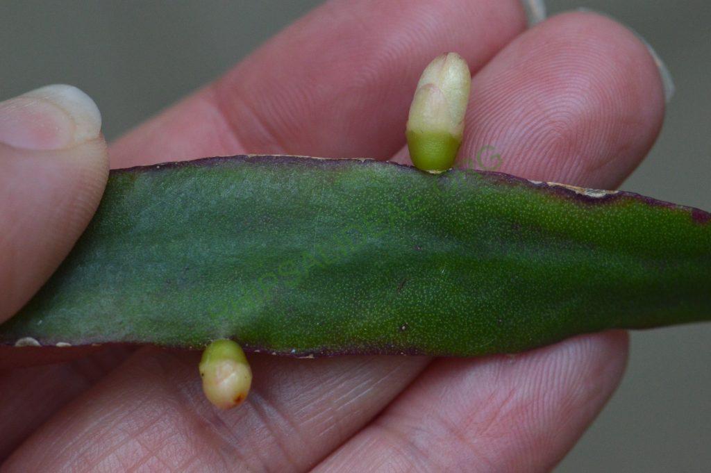 Rhipsalis pachyptera