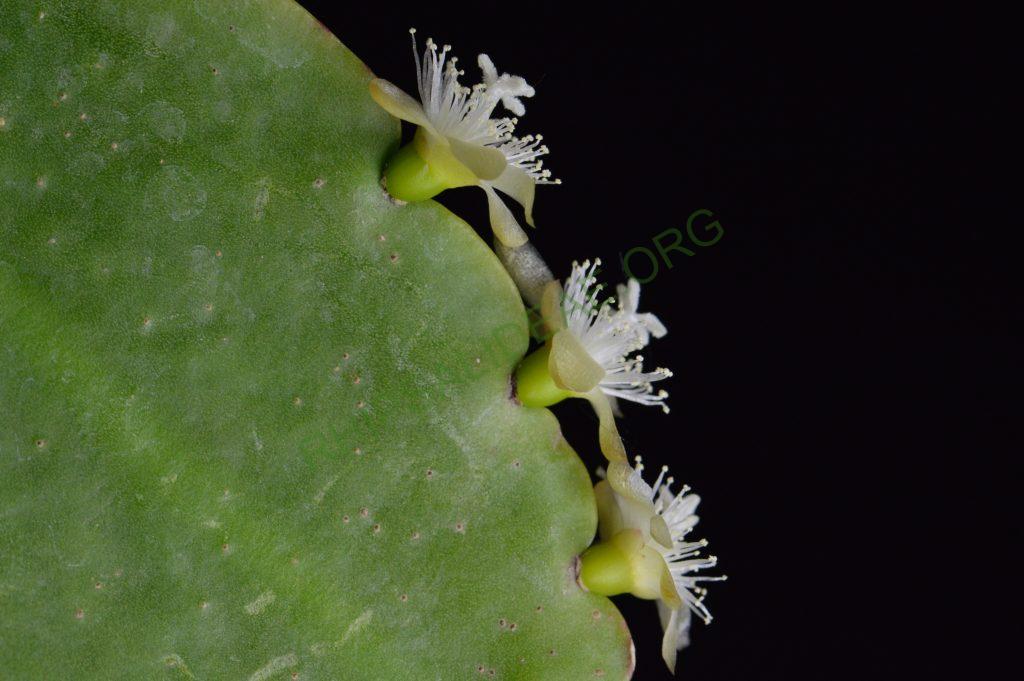 Rhipsalis pachyptera