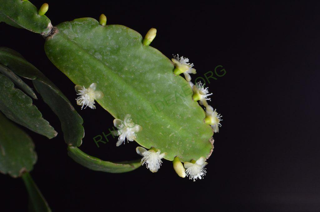 Rhipsalis pachyptera