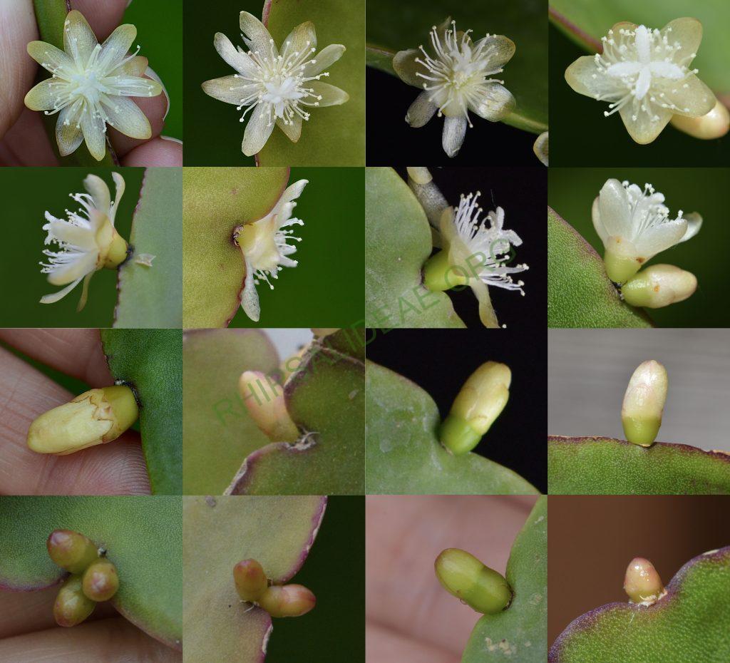 Rhipsalis pachyptera