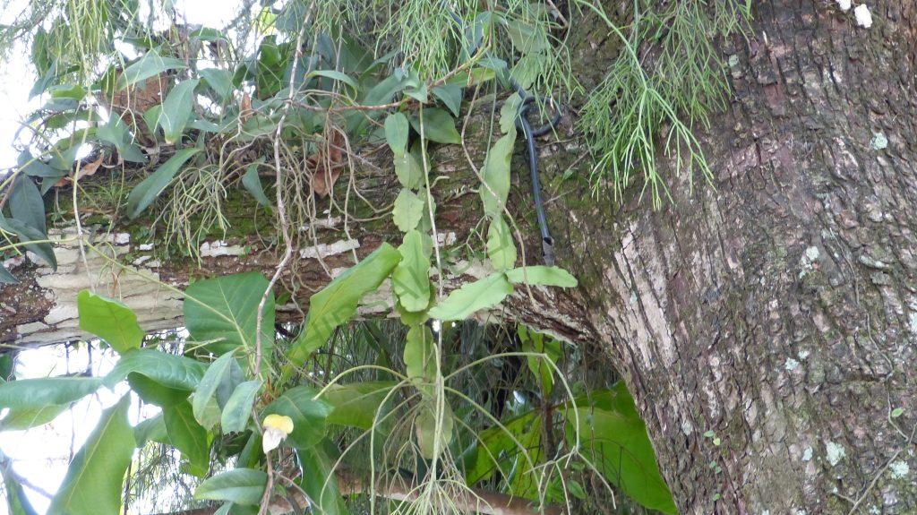 Rhipsalis pachyptera, Paraty