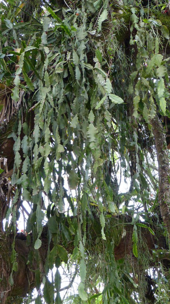 Rhipsalis pachyptera, Paraty, Rio de Janeiro, Brazil