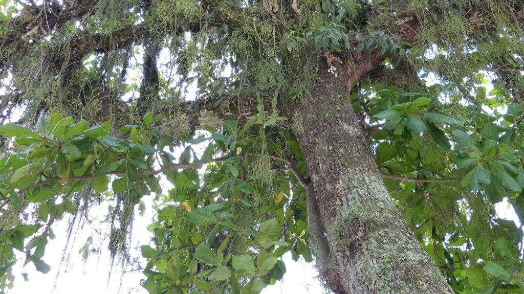 Rhipsalis pachyptera, Paraty