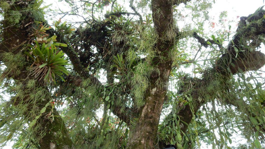 Rhipsalis pachyptera, Paraty