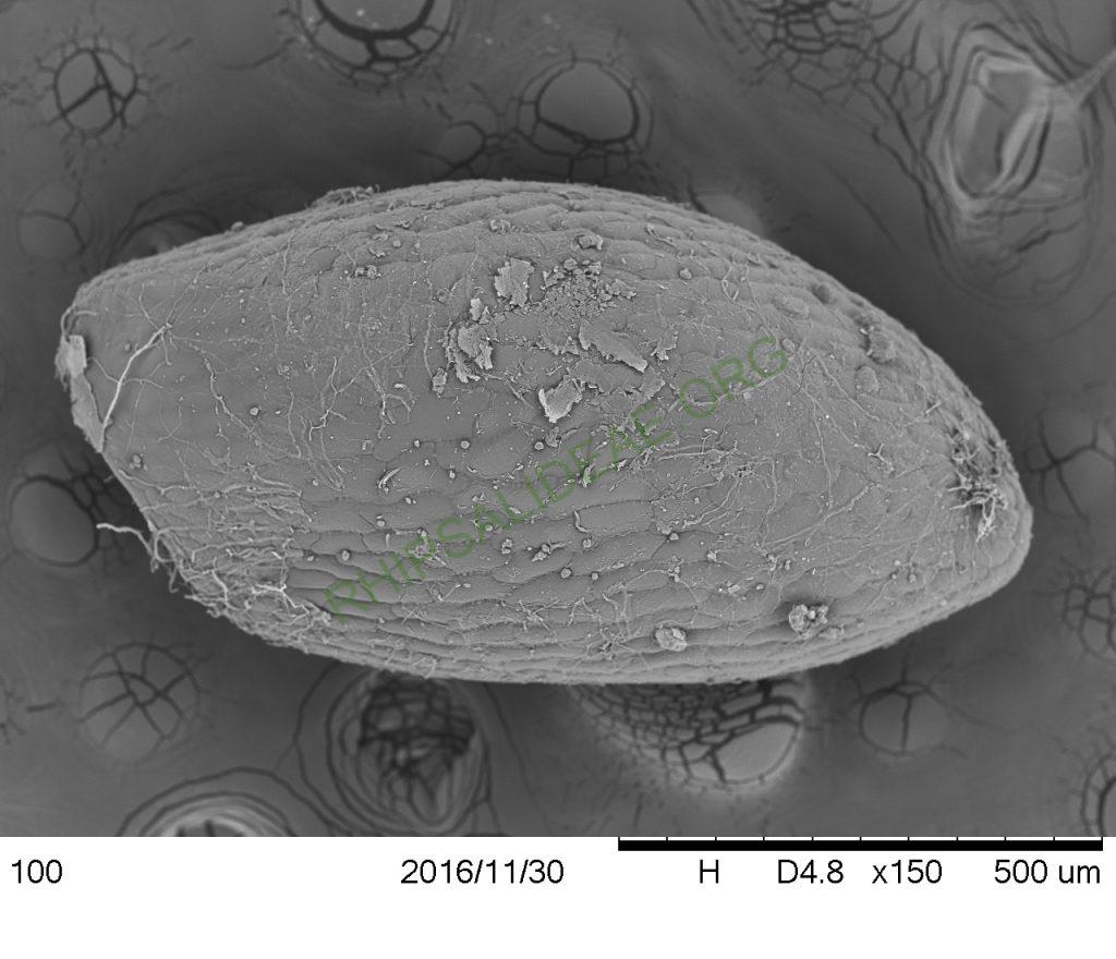 Rhipsalis pachyptera, Petrópolis, Rio de Janeiro, Brazil, SEM of seed