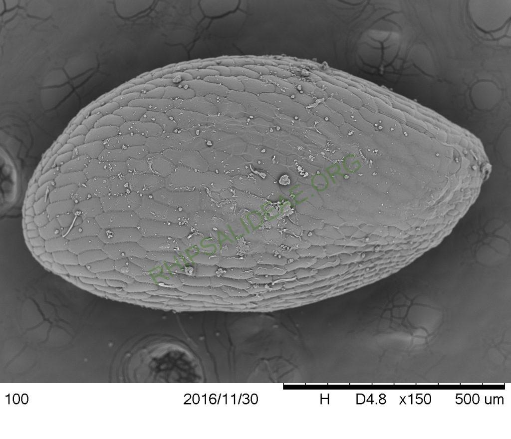 Rhipsalis pachyptera, Petrópolis, Rio de Janeiro, Brazil, SEM of seed