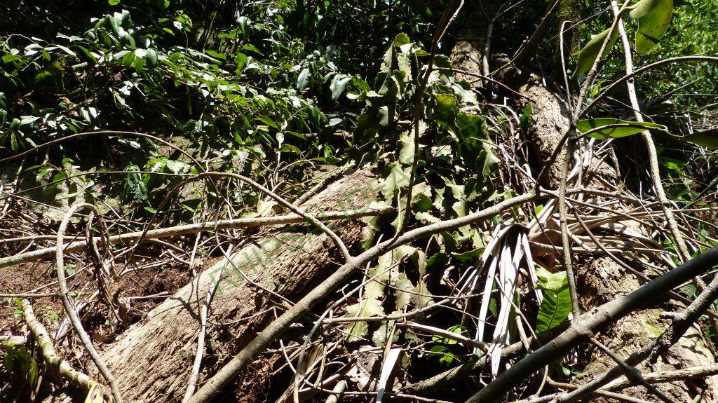Rhipsalis pachyptera, Poço da preguiça, Serra dos Órgãos, Rio de Janeiro, Brazil