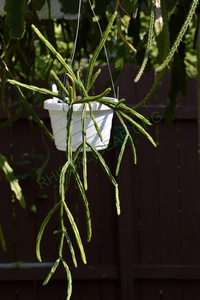 Rhipsalis pentaptera