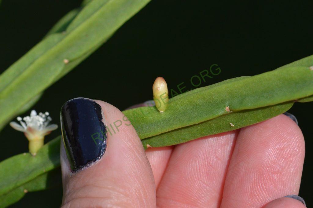 Rhipsalis pentaptera