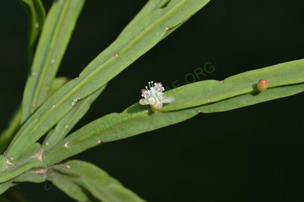 Rhipsalis pentaptera