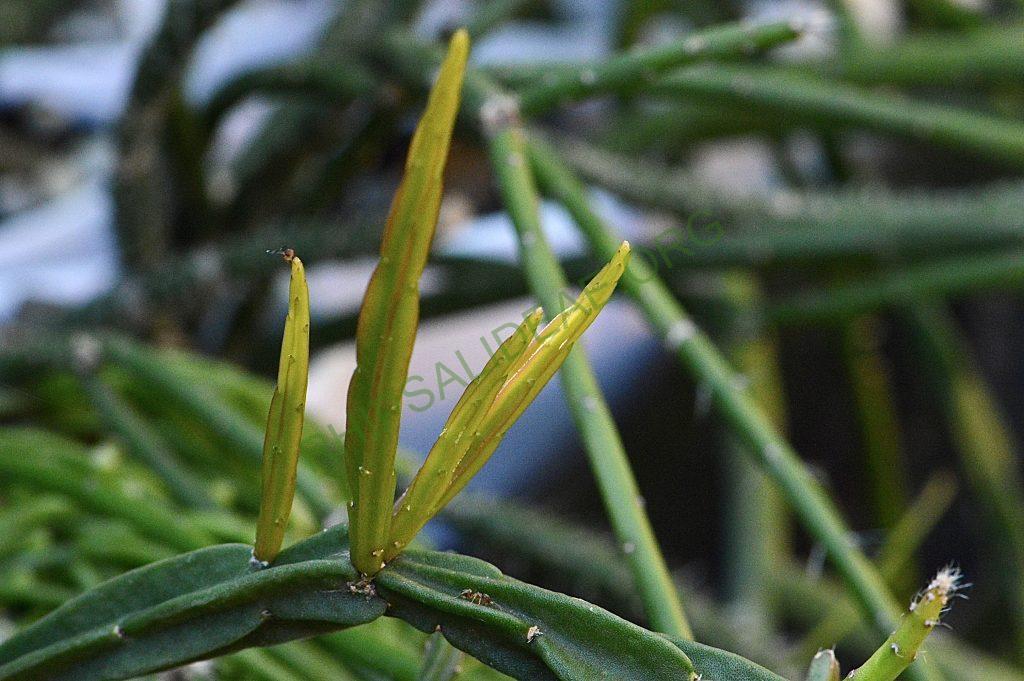 Rhipsalis pentaptera