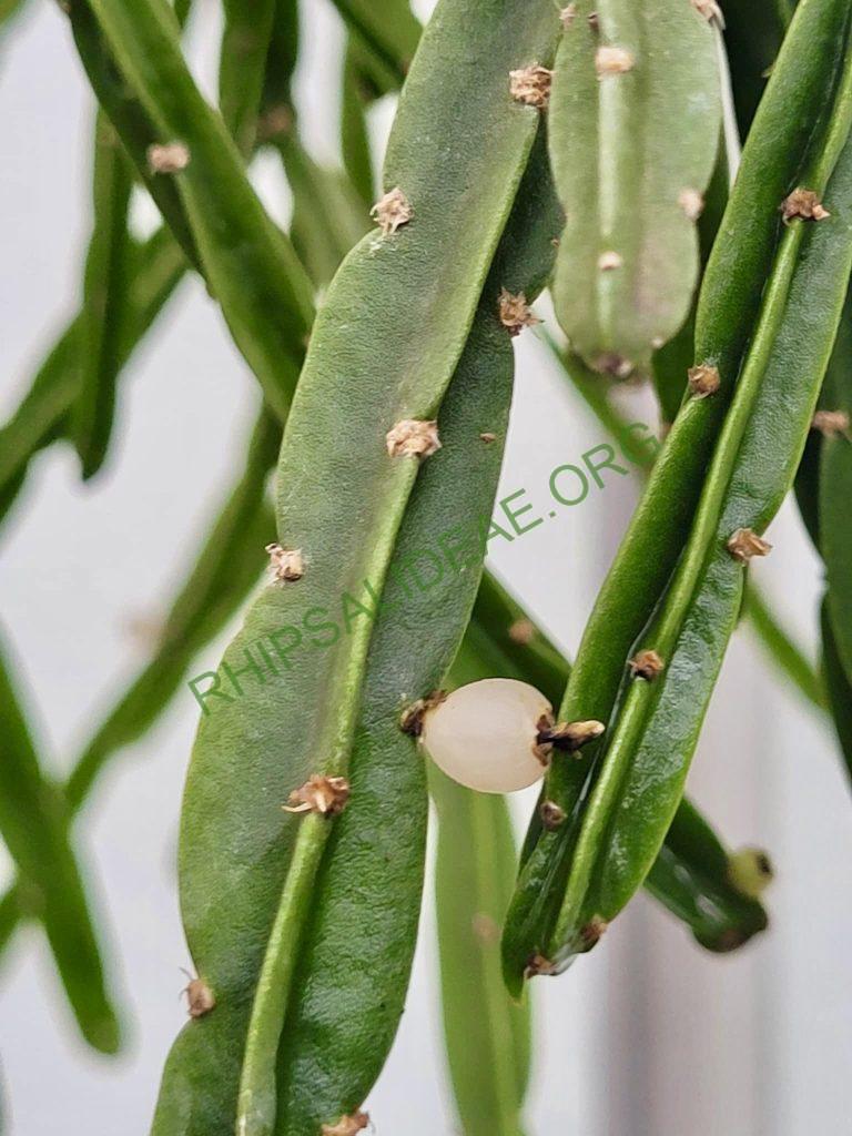 Rhipsalis petaptera