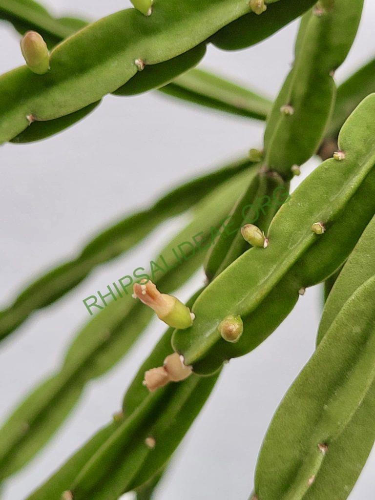 Rhipsalis petaptera