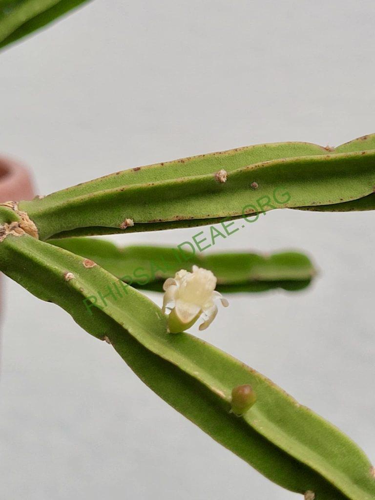 Rhipsalis petaptera