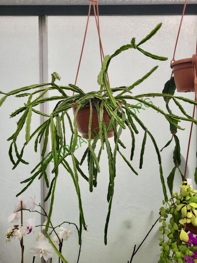 Rhipsalis petaptera