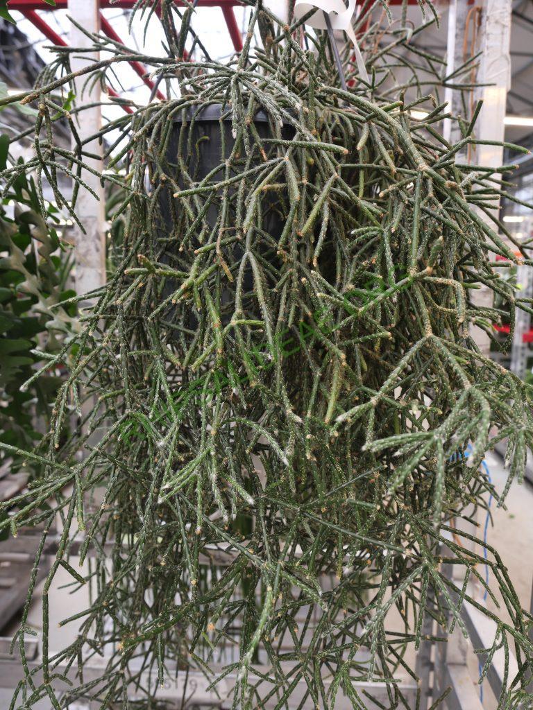 Rhipsalis pilocarpa