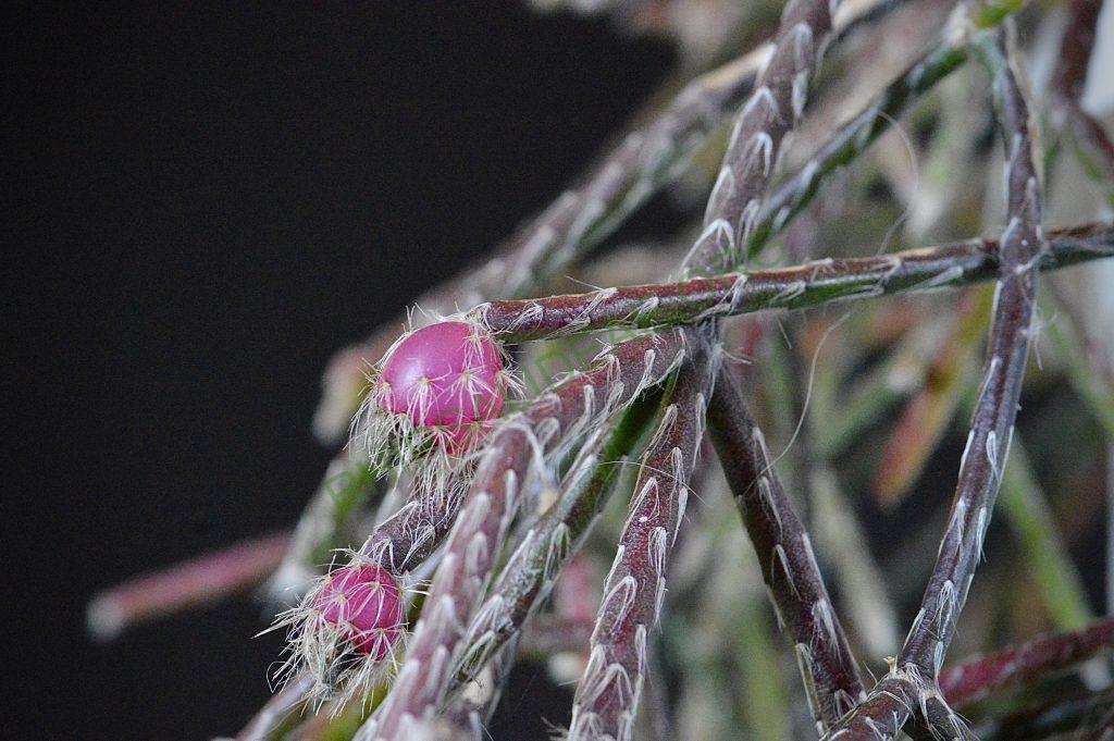 Rhipsalis pilocarpa