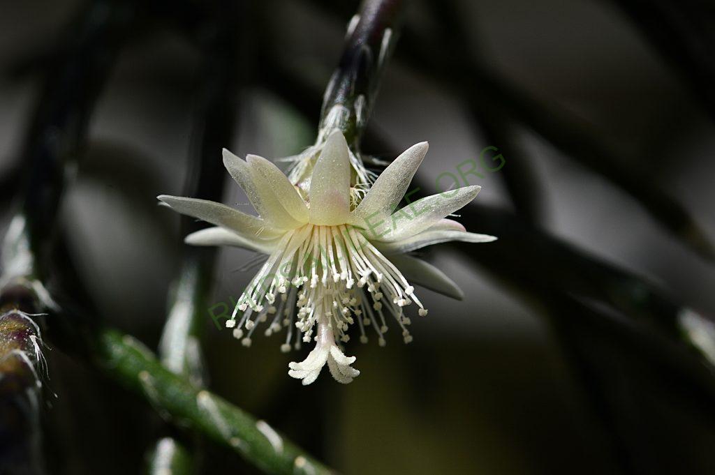 Rhipsalis pilocarpa