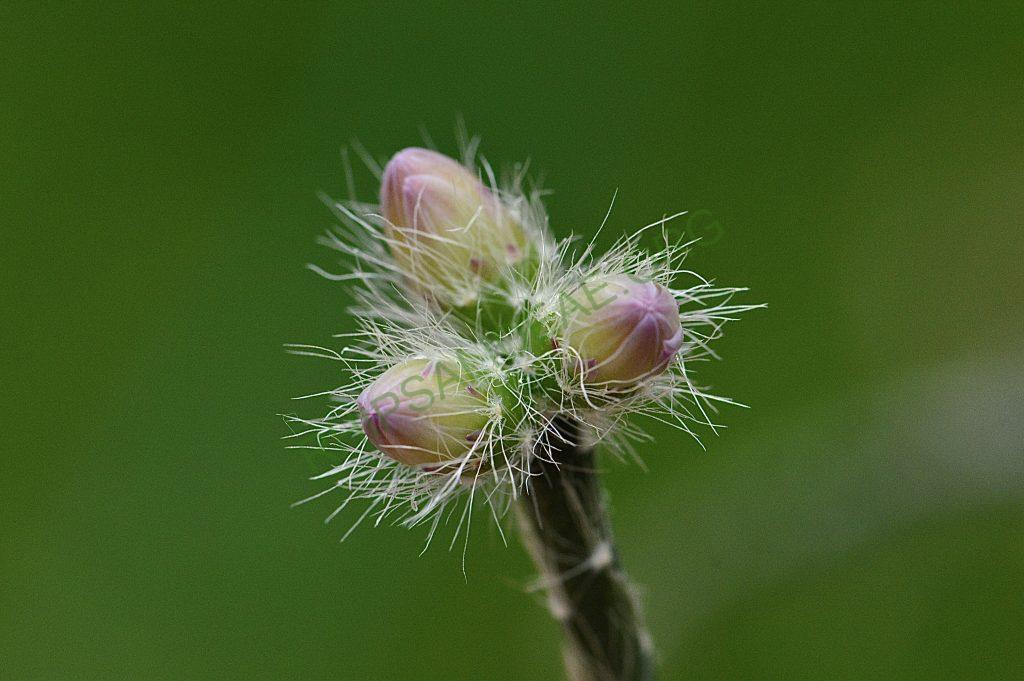 Rhipsalis pilocarpa