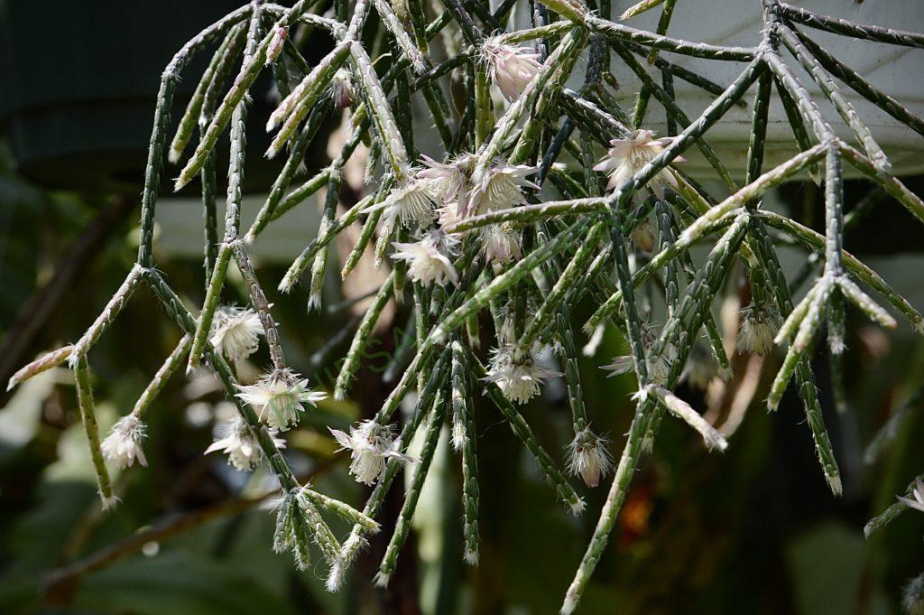 Rhipsalis pilocarpa