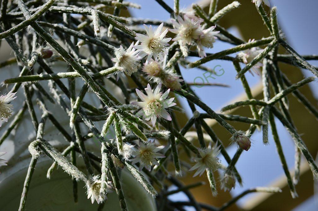 Rhipsalis pilocarpa