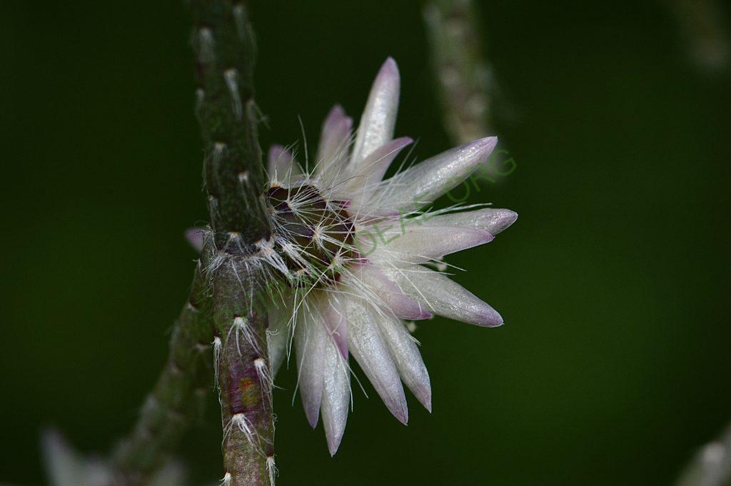 Rhipsalis pilocarpa