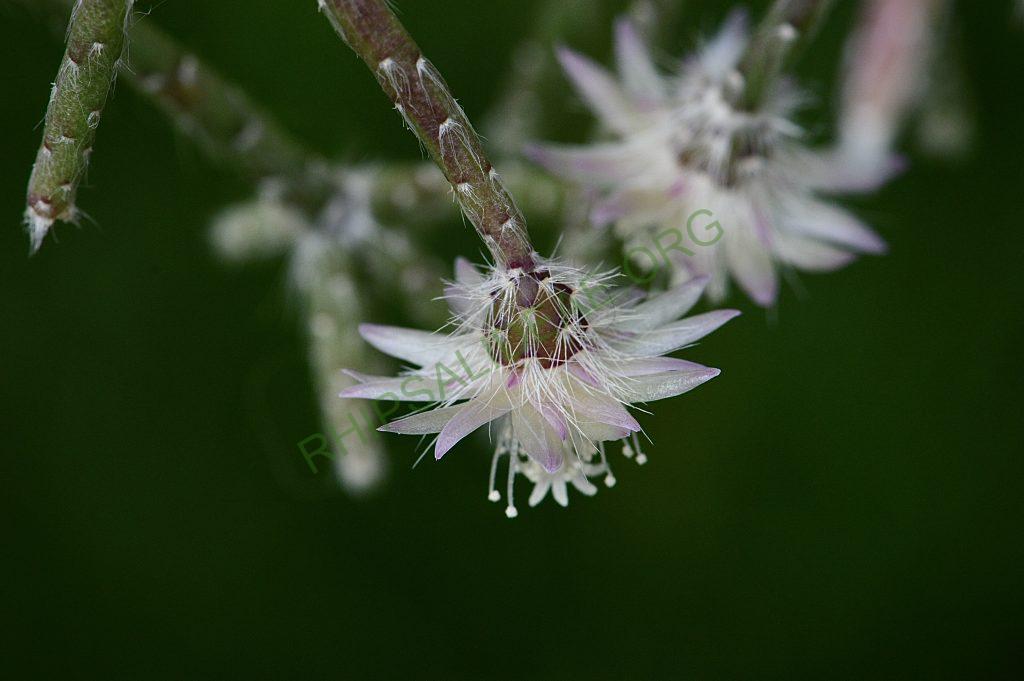 Rhipsalis pilocarpa