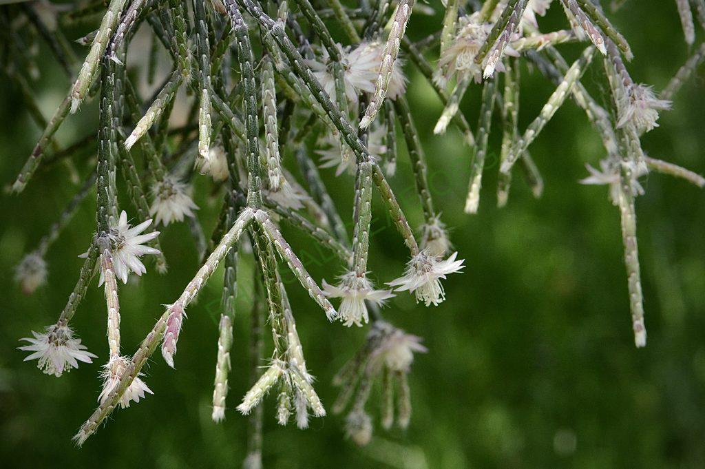 Rhipsalis pilocarpa