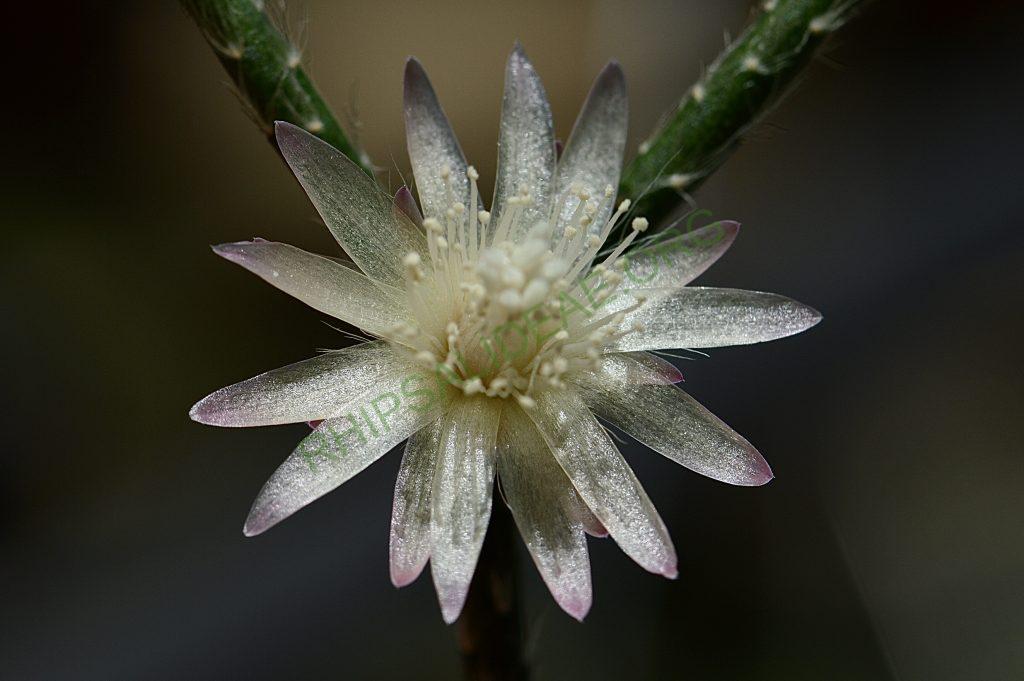 Rhipsalis pilocarpa