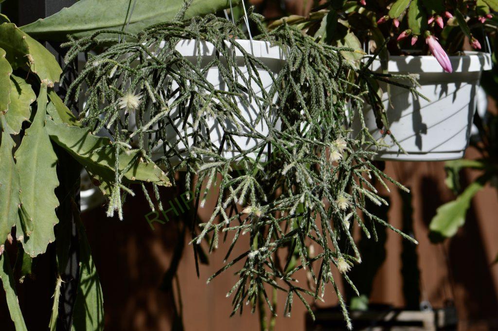 Rhipsalis pilocarpa