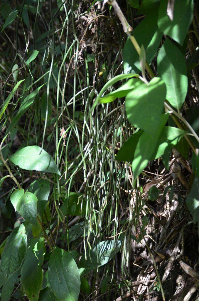 Rhipsalis pulchra, AH 781, Serra dos Órgãos, Rio de Janeiro, Brazil