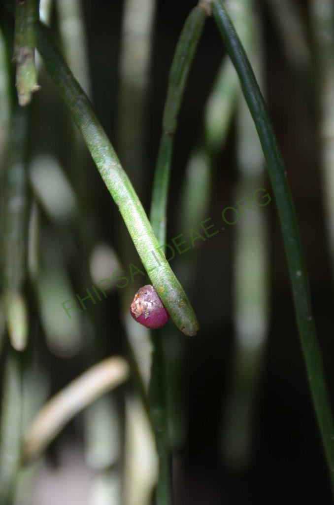 Rhipsalis pulchra, AH 781, Serra dos Órgãos, Rio de Janeiro, Brazil
