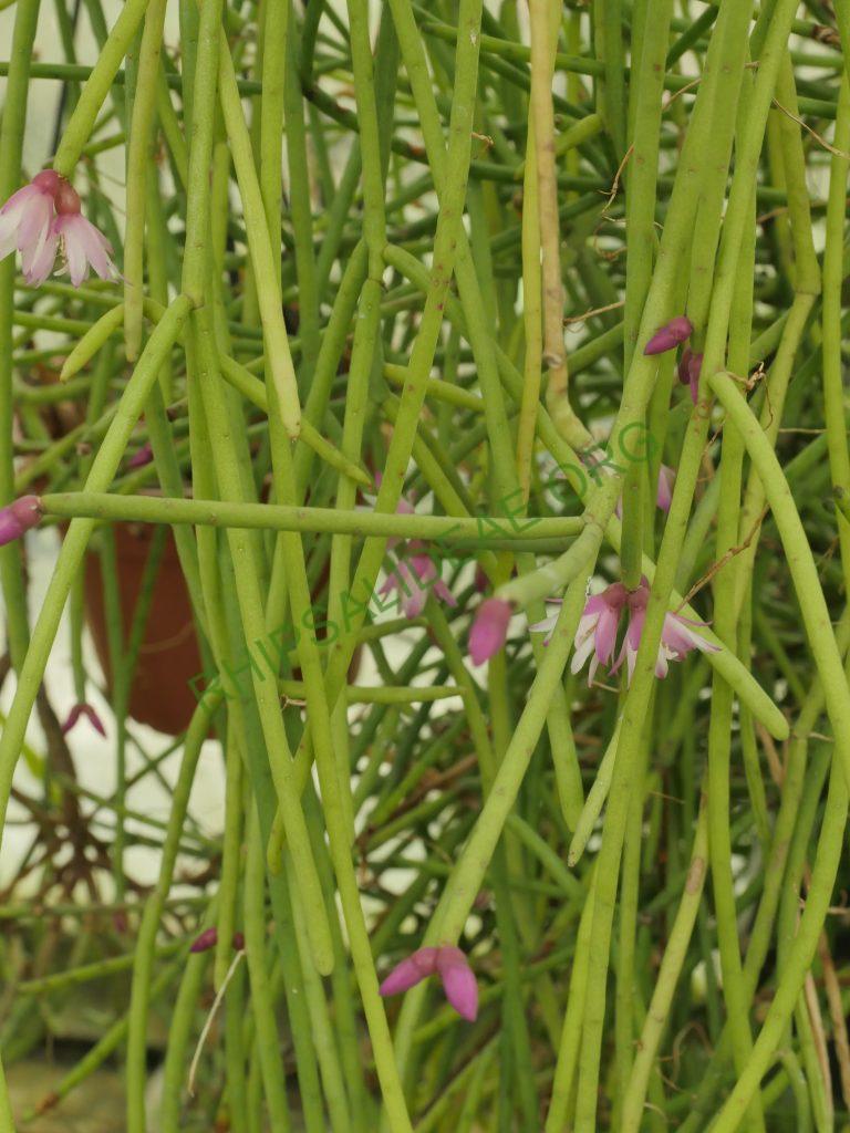 Rhipsalis pulchra, AH 781, Serra dos Órgãos, Rio de Janeiro, Brazil