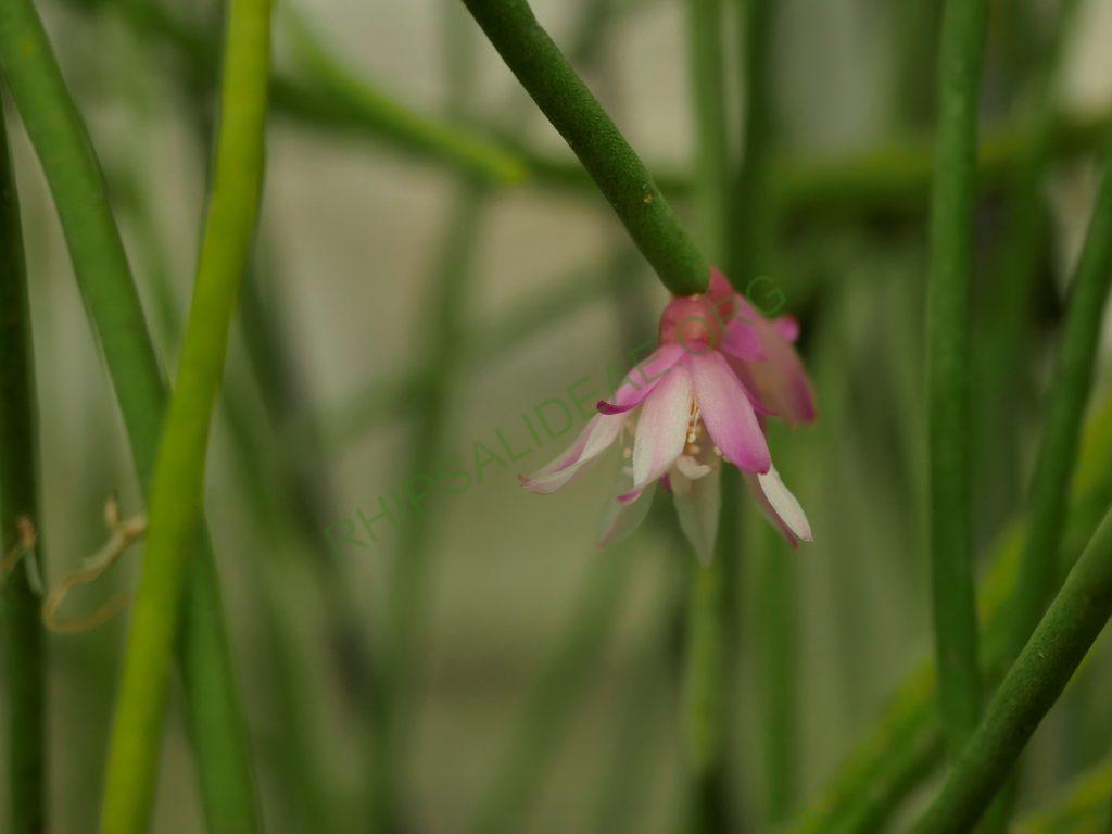 Rhipsalis pulchra, AH 781, Serra dos Órgãos, Rio de Janeiro, Brazil