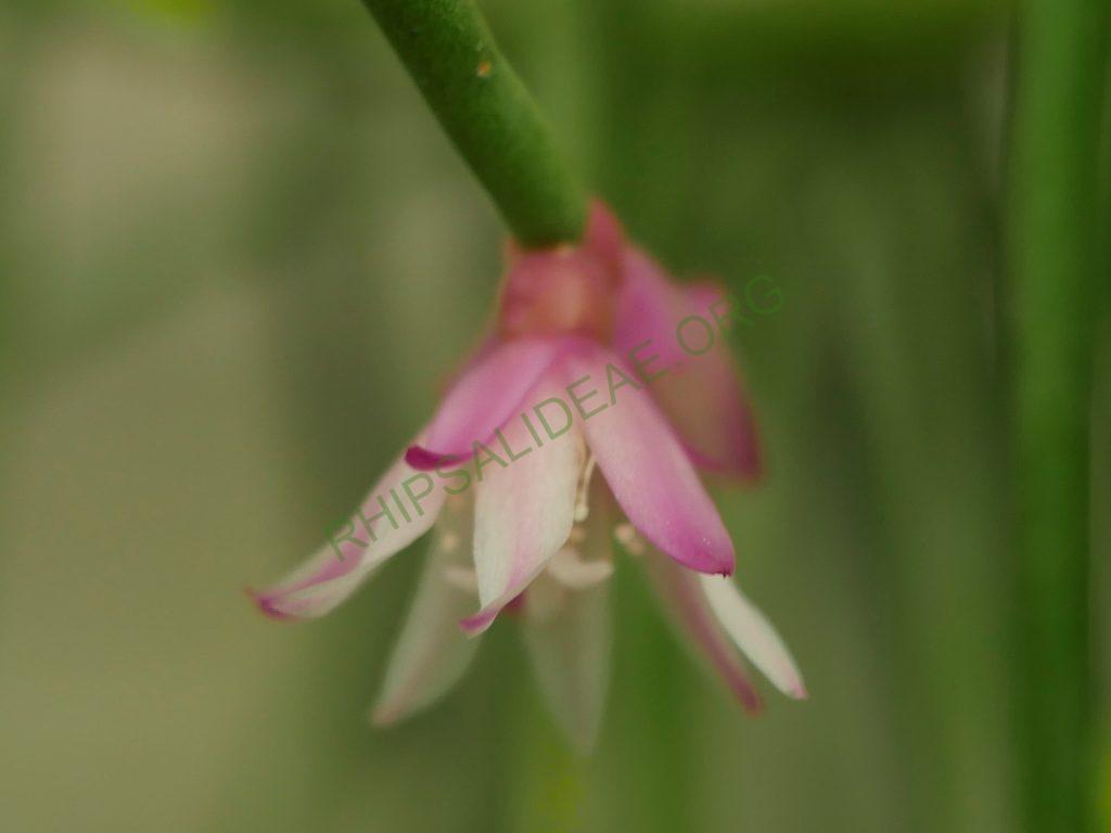 Rhipsalis pulchra, AH 781, Serra dos Órgãos, Rio de Janeiro, Brazil