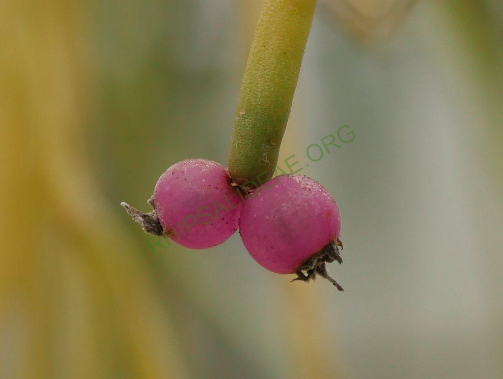 Rhipsalis pulchra, AH 781, Serra dos Órgãos, Rio de Janeiro, Brazil