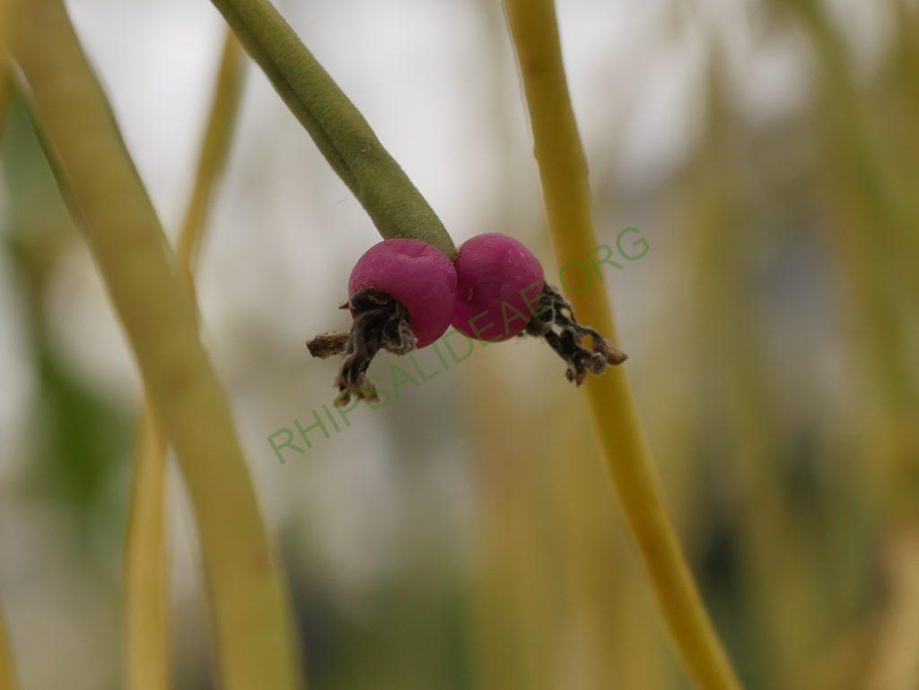 Rhipsalis pulchra, AH 781, Serra dos Órgãos, Rio de Janeiro, Brazil