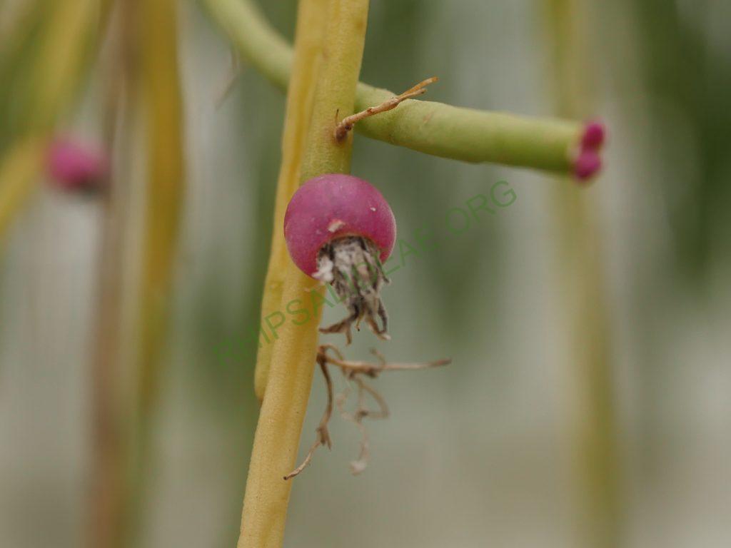Rhipsalis pulchra, AH 781, Serra dos Órgãos, Rio de Janeiro, Brazil
