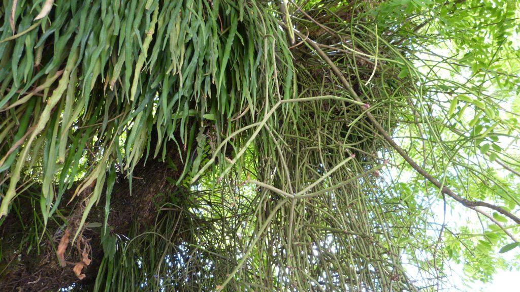 Rhipsalis floccosa subsp. pulvinigera, Campos do Jordão, São Paulo, Brazil
