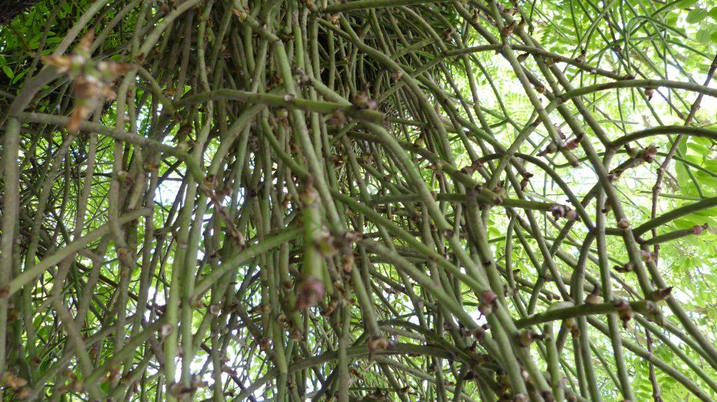 Rhipsalis floccosa subsp. pulvinigera, Campos do Jordão, São Paulo, Brazil