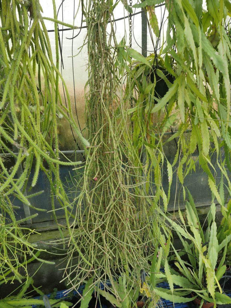 Rhipsalis floccosa subsp. pulviningera, AH 678, Nova Friburgo, Rio de Janeiro, Brazil