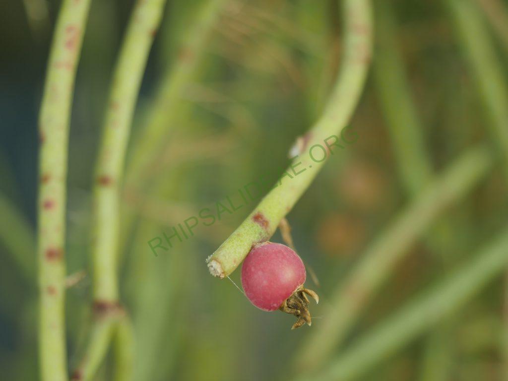 Rhipsalis floccosa subsp. pulviningera, AH 678, Nova Friburgo, Rio de Janeiro, Brazil 