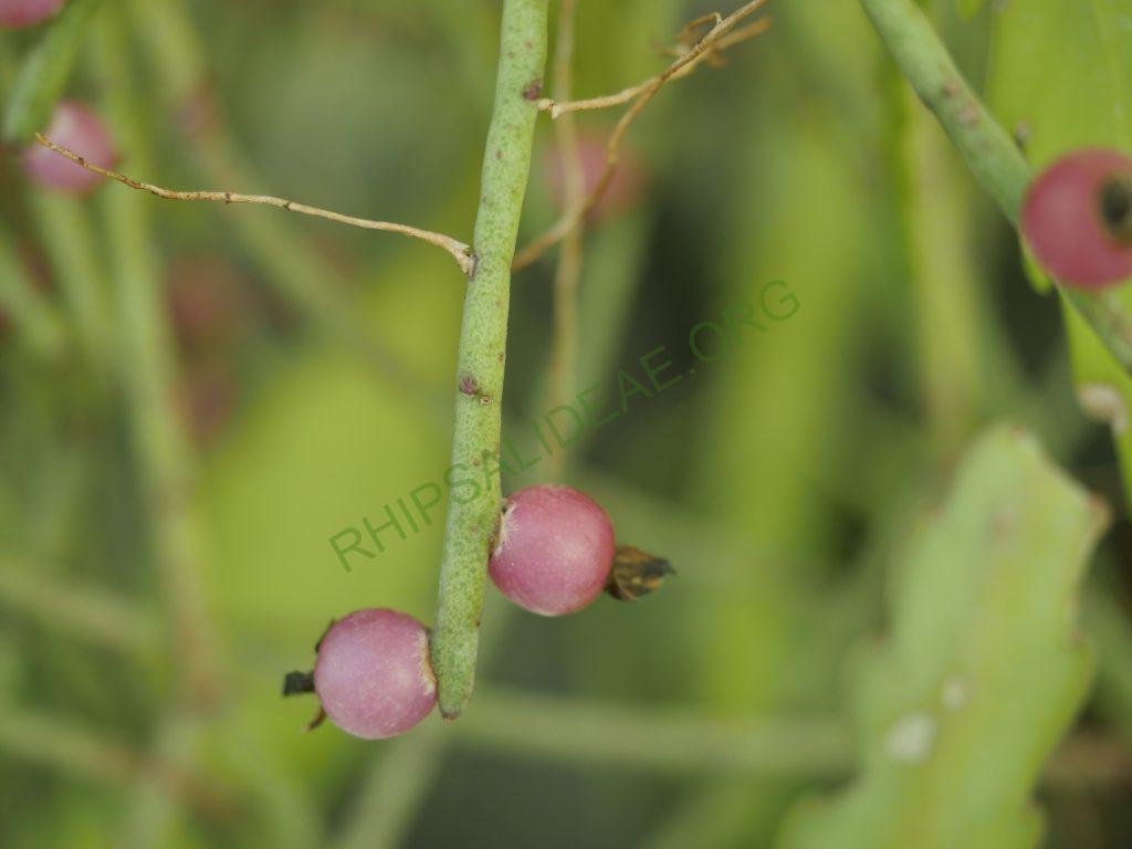 Rhipsalis floccosa subsp. pulviningera, AH 678, Nova Friburgo, Rio de Janeiro, Brazil 