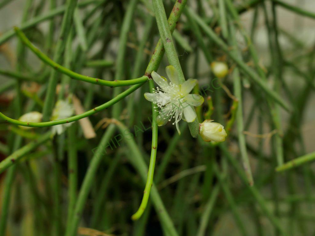 Rhipsalis floccosa subsp. pulviningera, AH 711, Itatiaia, Rio de Janeiro, Brazil