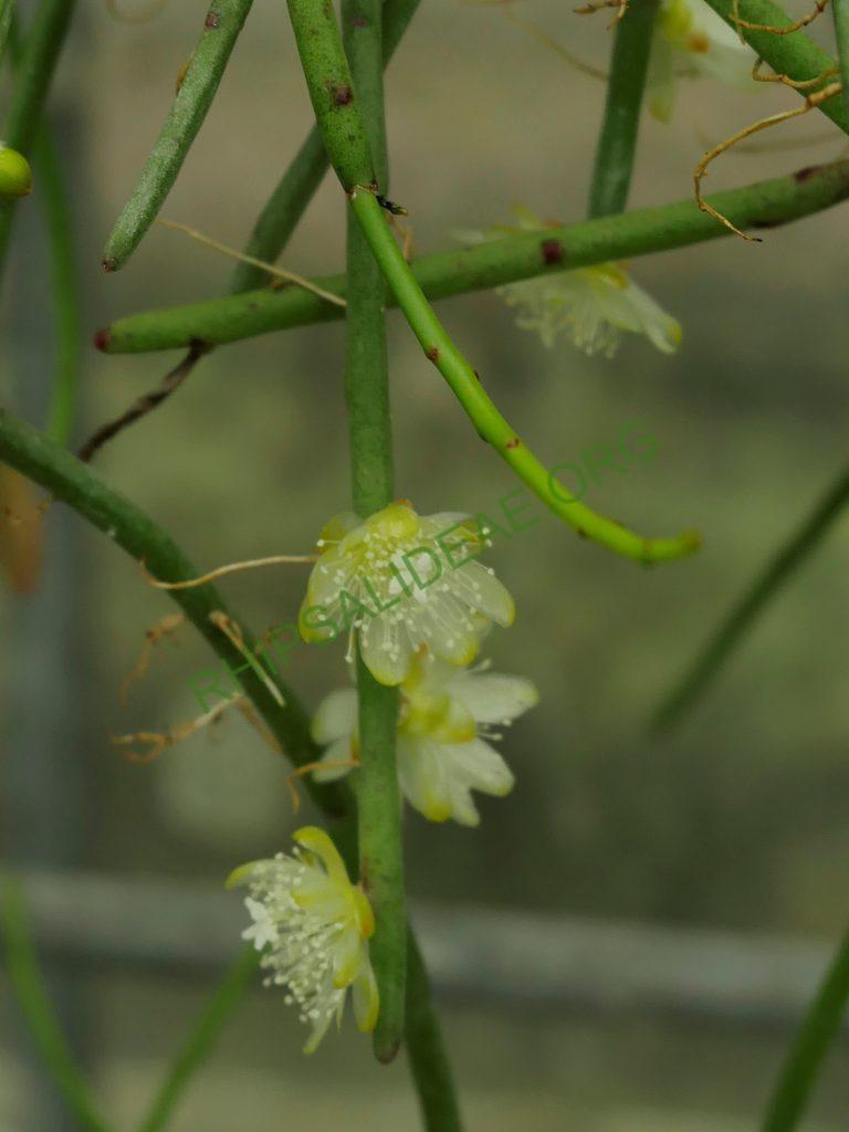 Rhipsalis floccosa subsp. pulviningera, AH 711, Itatiaia, Rio de Janeiro, Brazil