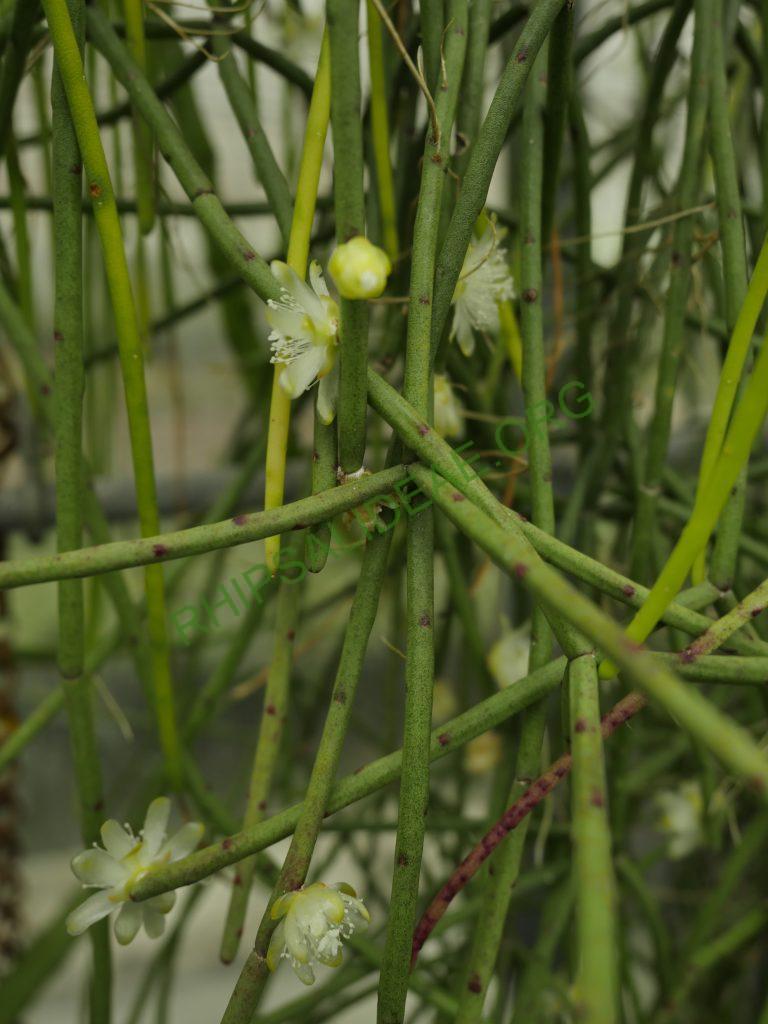 Rhipsalis floccosa subsp. pulviningera, AH 711, Itatiaia, Rio de Janeiro, Brazil